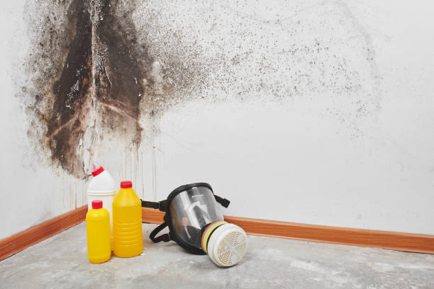 Best Home Mold Removal  in Belmont Estates, VA