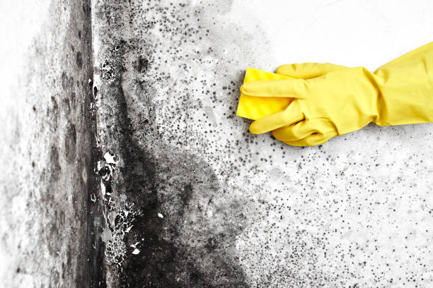 Best Toxic Mold Removal  in Belmont Estates, VA