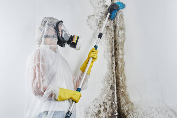 Professional Mold Removal in Belmont Estates, VA