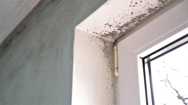 Home Mold Removal in Belmont Estates, VA
