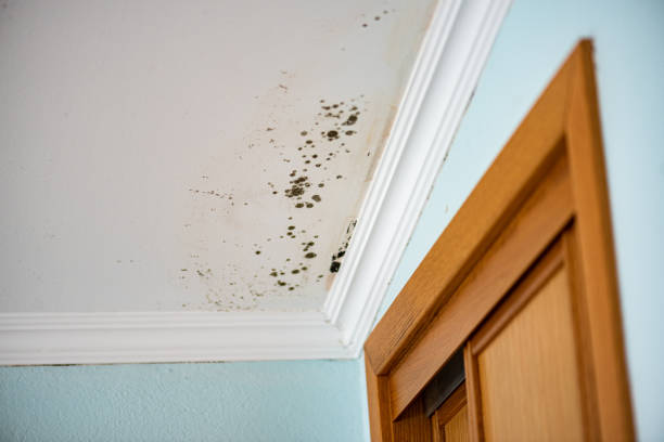 Best Mold Testing  in Belmont Estates, VA