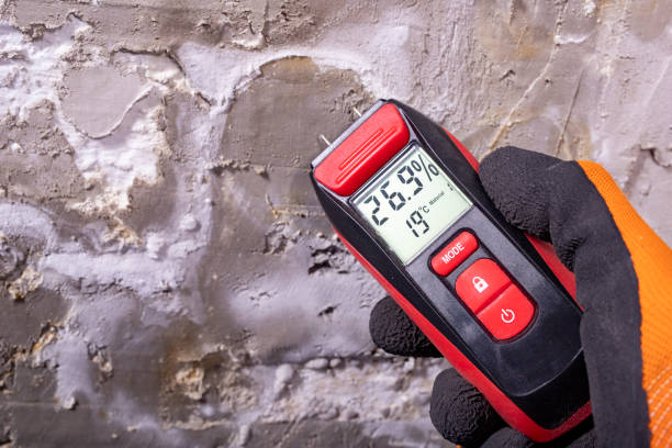 Best Professional Mold Removal  in Belmont Estates, VA