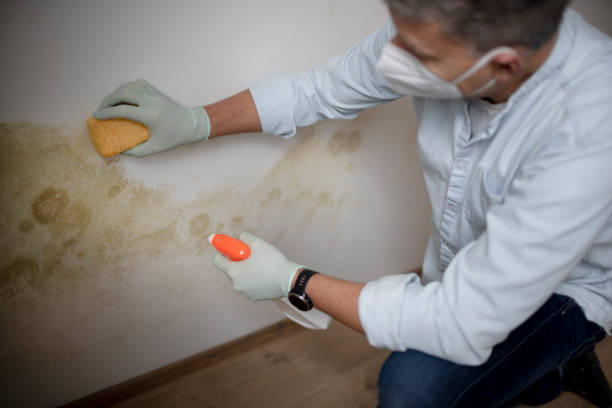 Best Mold Removal Process  in Belmont Estates, VA