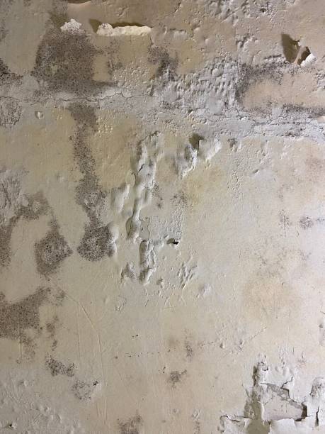 Best Best Mold Removal Companies  in Belmont Estates, VA