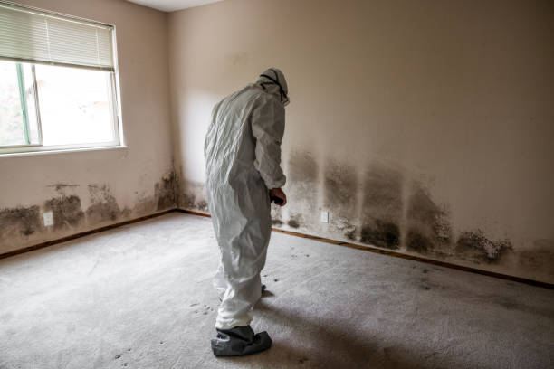 Best Professional Mold Removal  in Belmont Estates, VA