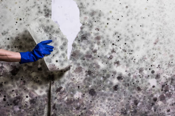 Best Best Mold Removal Companies  in Belmont Estates, VA