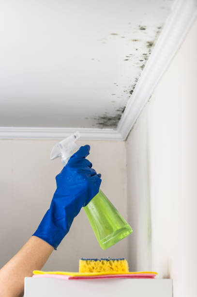 Best Black Mold Removal  in Belmont Estates, VA